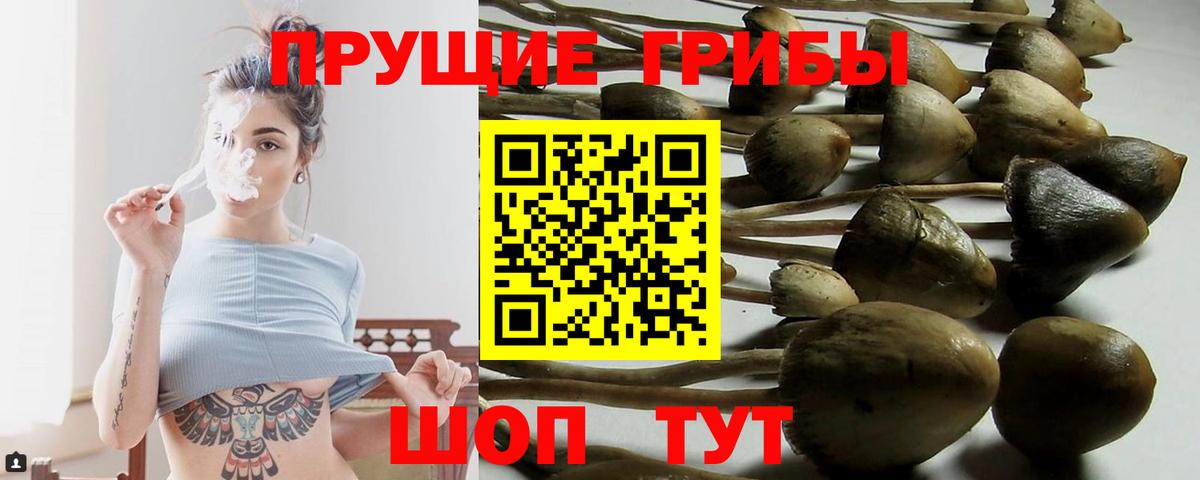 Галлюциногенные грибы Psilocybine cubensis Рославль